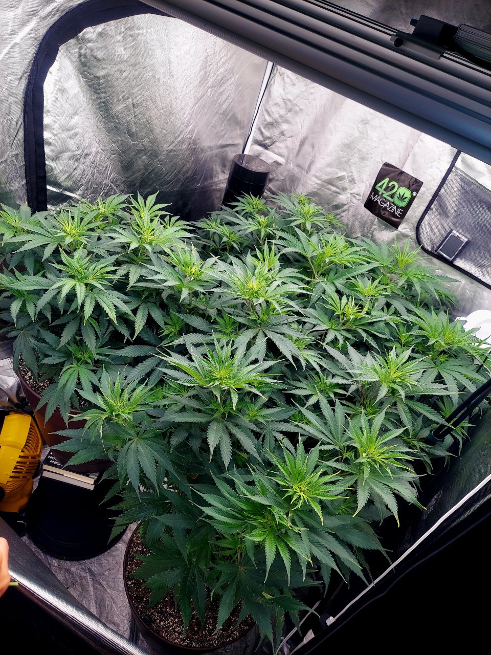 FC4800 Summer Grow 2023-Grow Journal