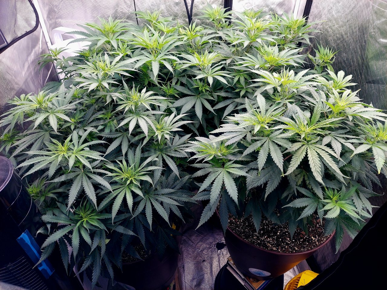 FC4800 Summer Grow 2023-Grow Journal