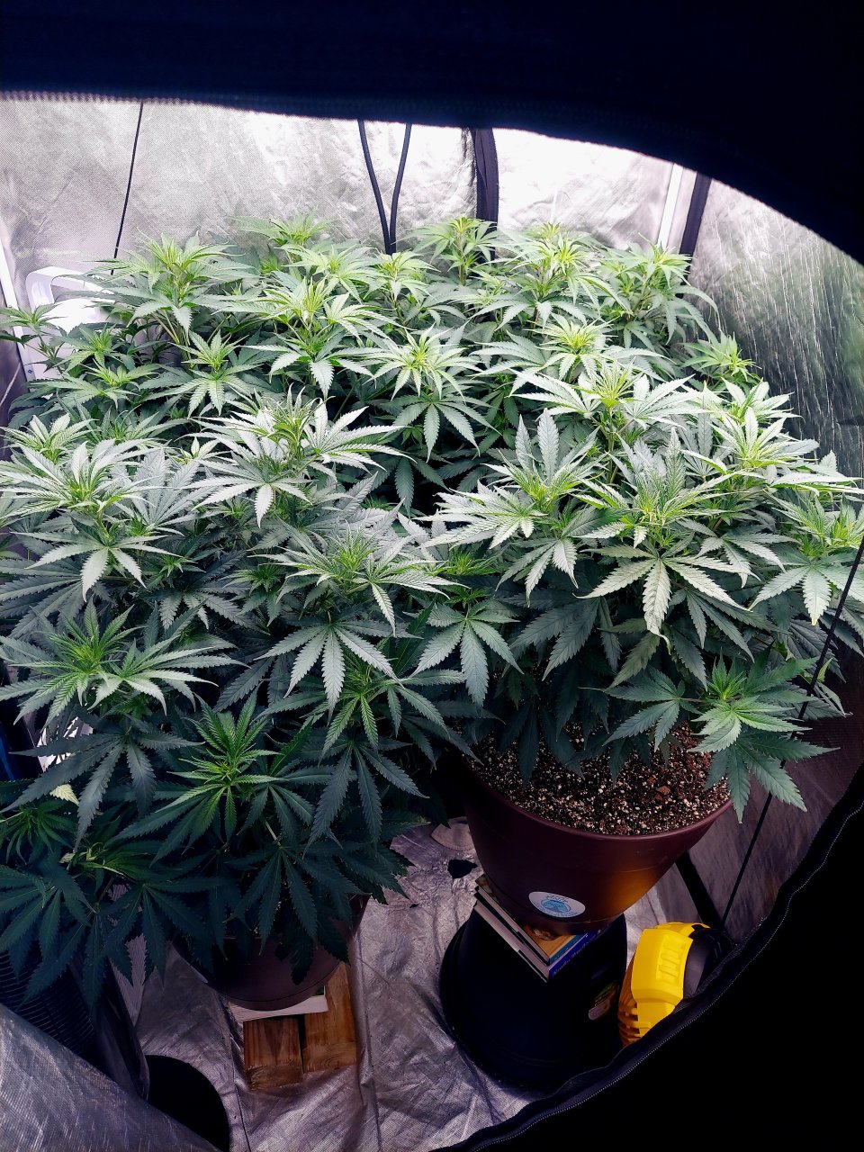 FC4800 Summer Grow 2023-Grow Journal