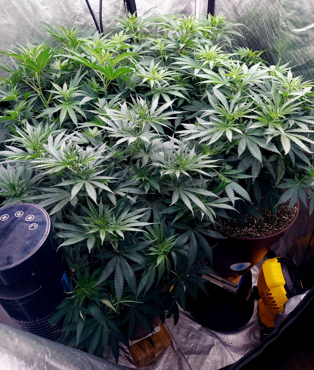 FC4800 Summer Grow 2023-Grow Journal