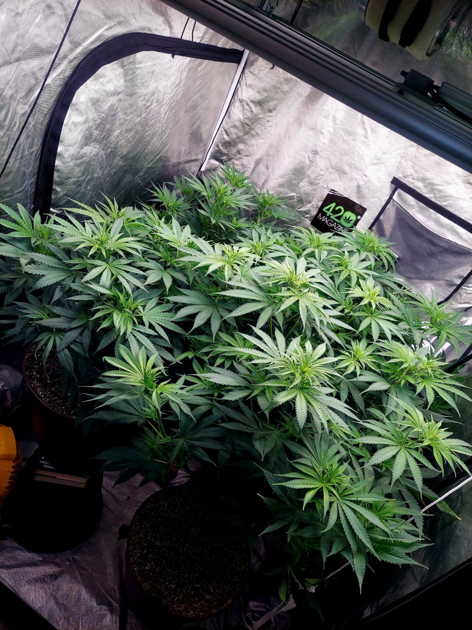 FC4800 Summer Grow 2023-Grow Journal