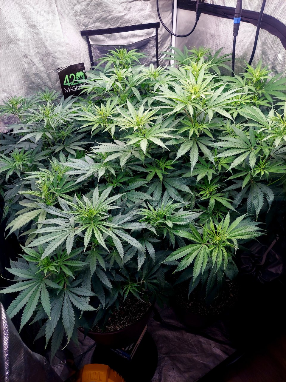 FC4800 Summer Grow 2023-Grow Journal