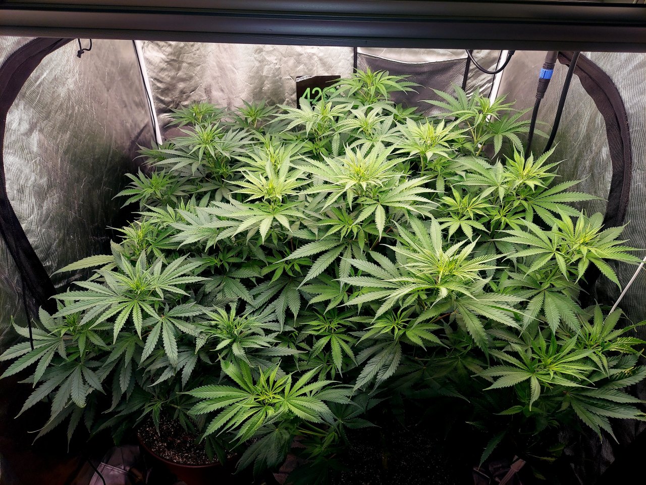 FC4800 Summer Grow 2023-Grow Journal