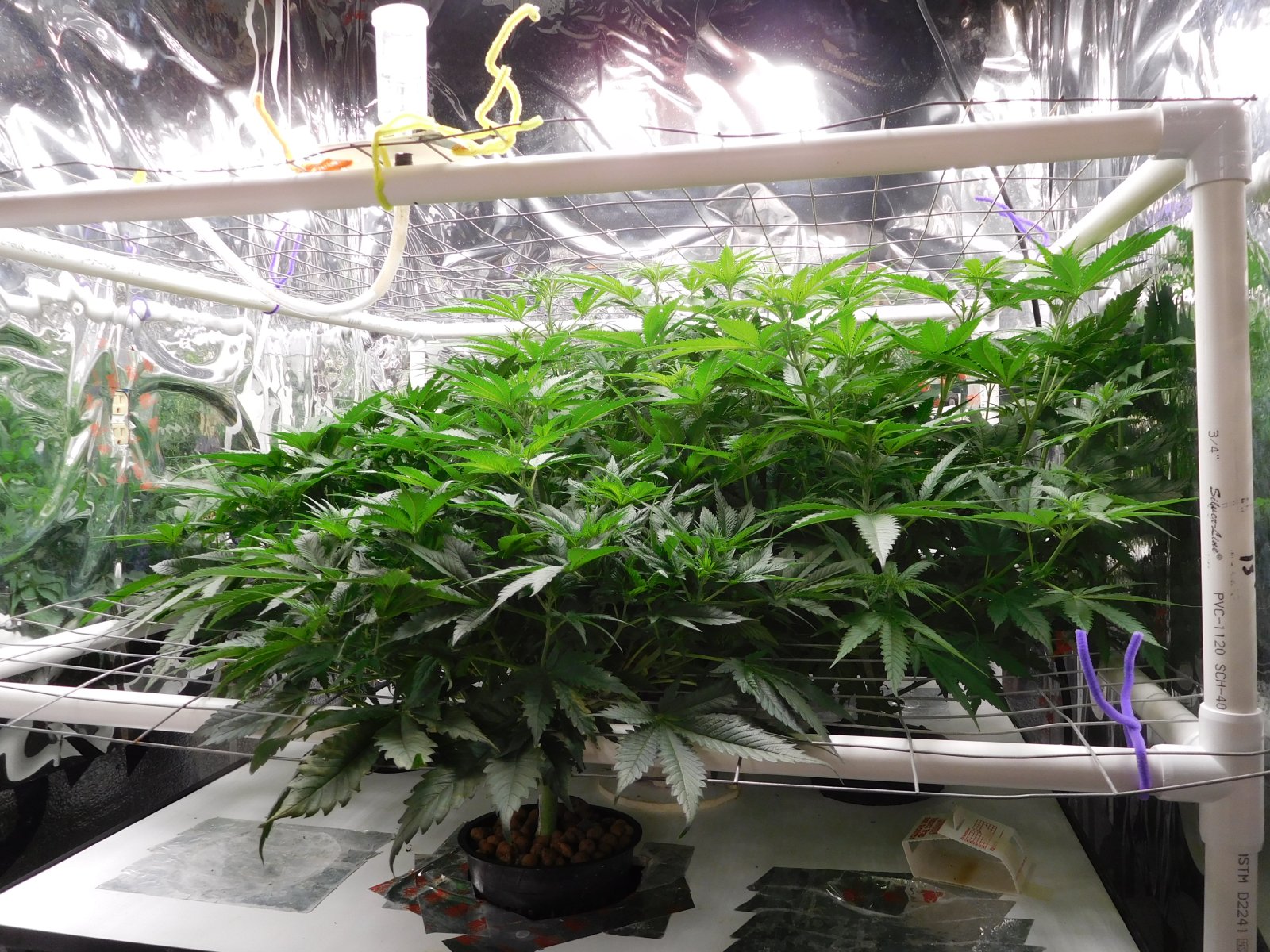 FDOG Day 11 Flower (3).JPG