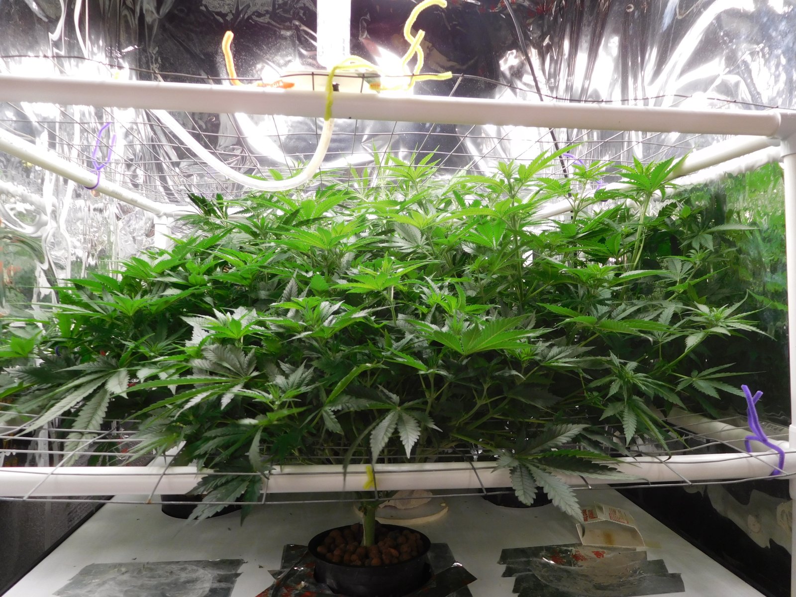 FDOG Day 12 Flower (2).JPG