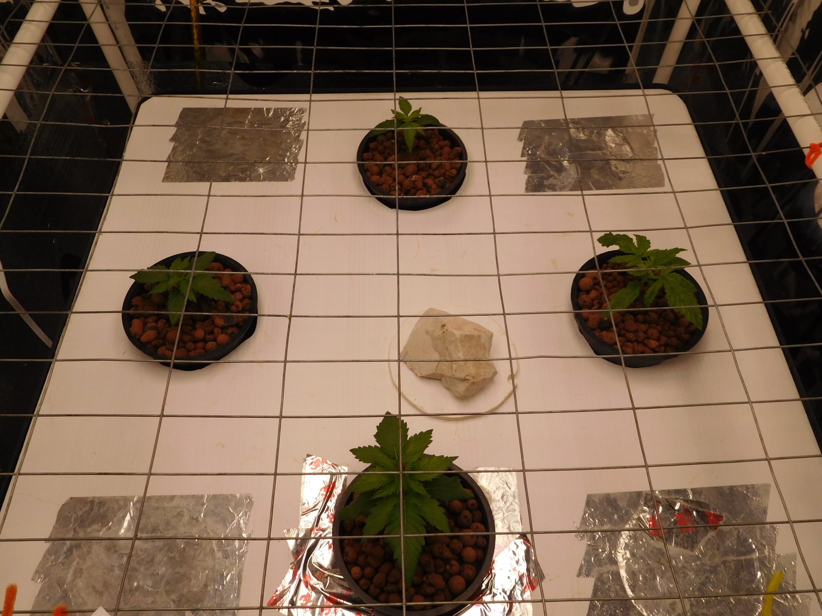 FDOG Day 12 veg (1).JPG