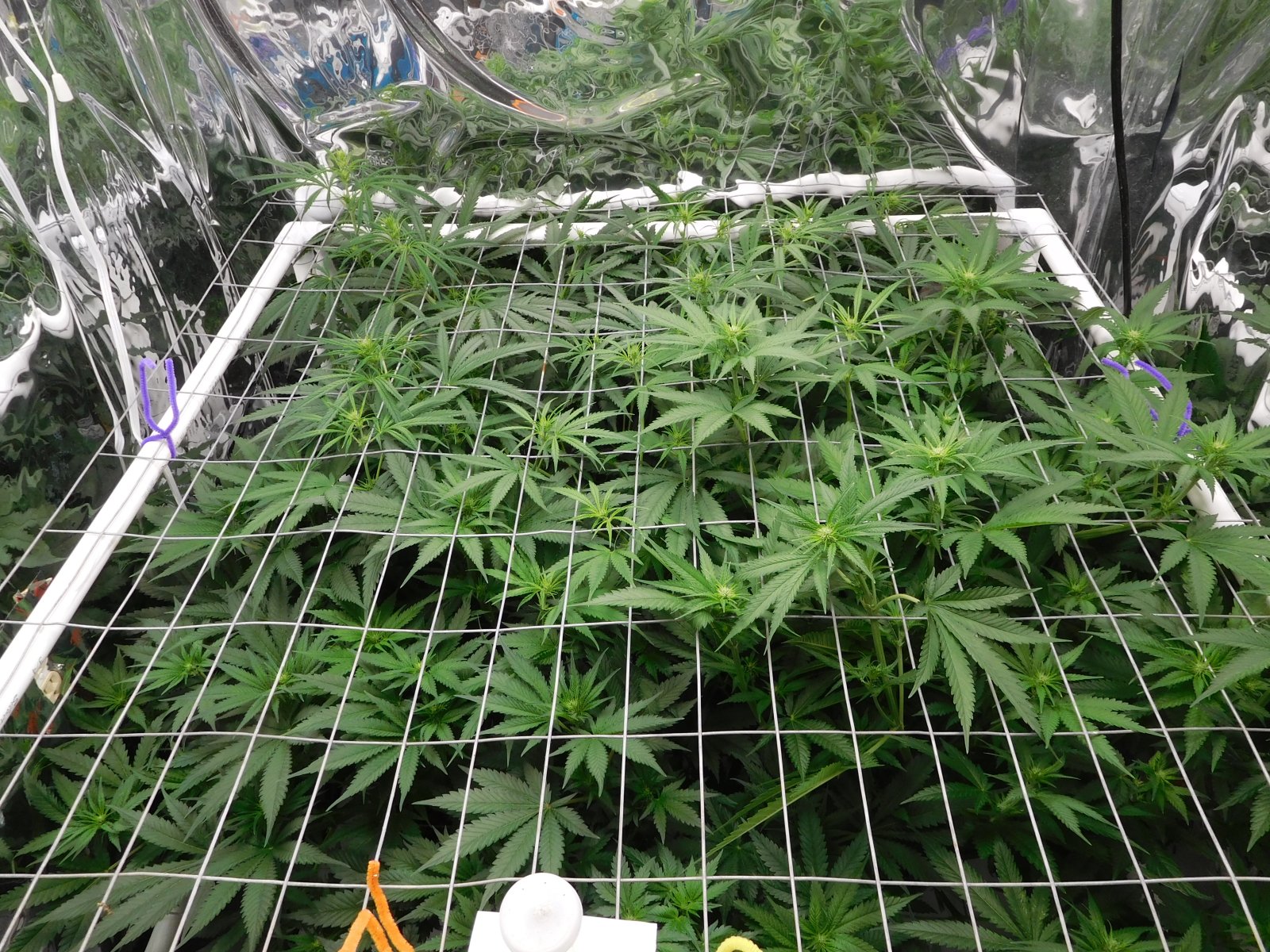 FDOG Day 15 Flower (4).JPG