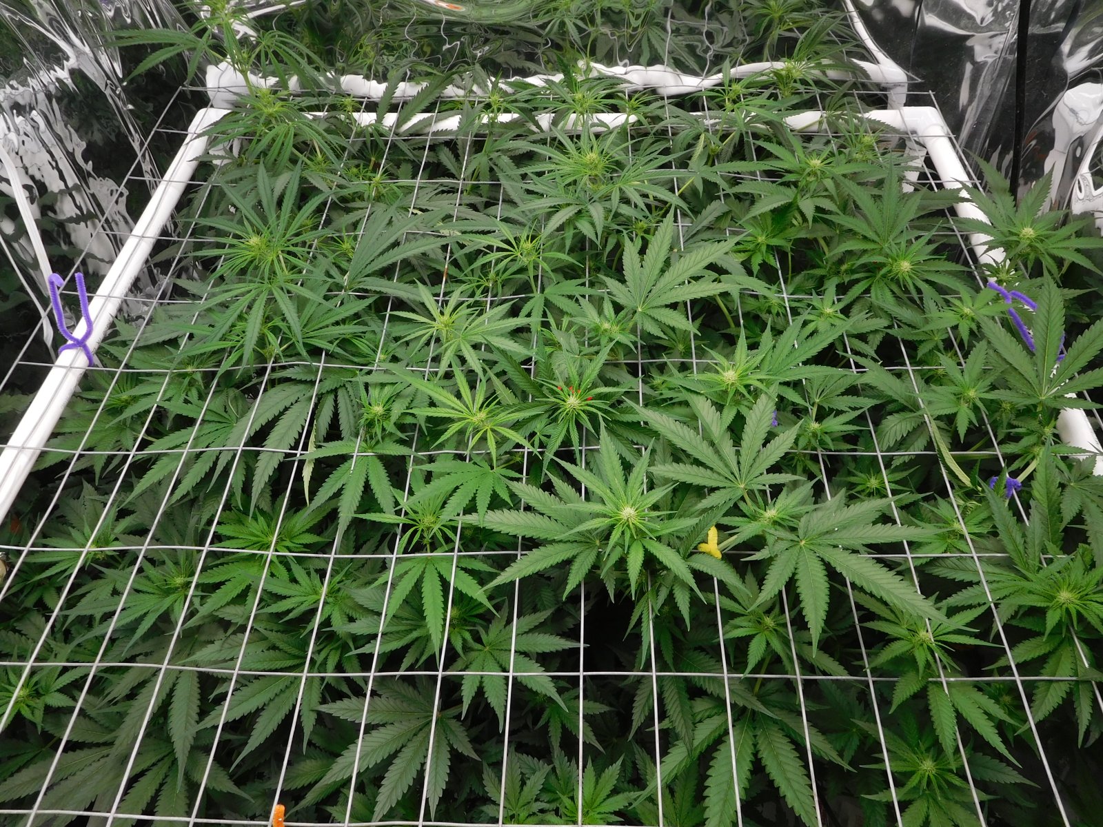 FDOG Day 16 Flower (3).JPG