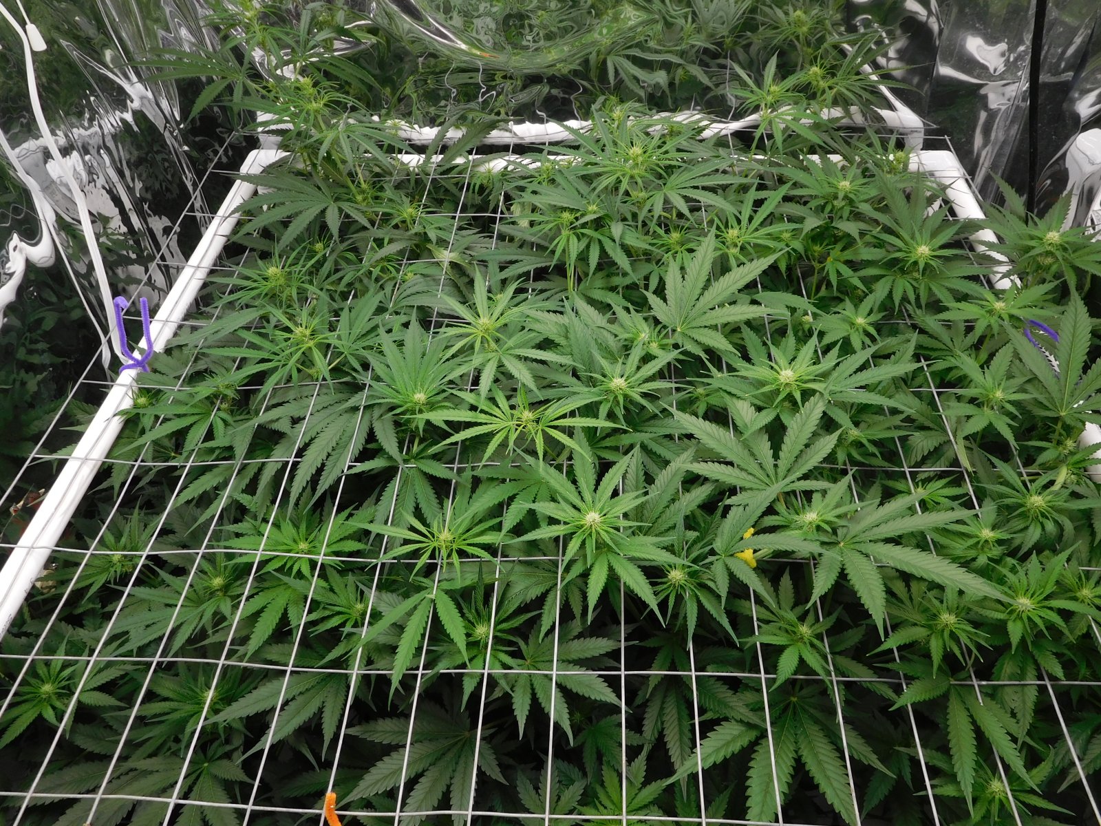 FDOG Day 17 Flower (3).JPG