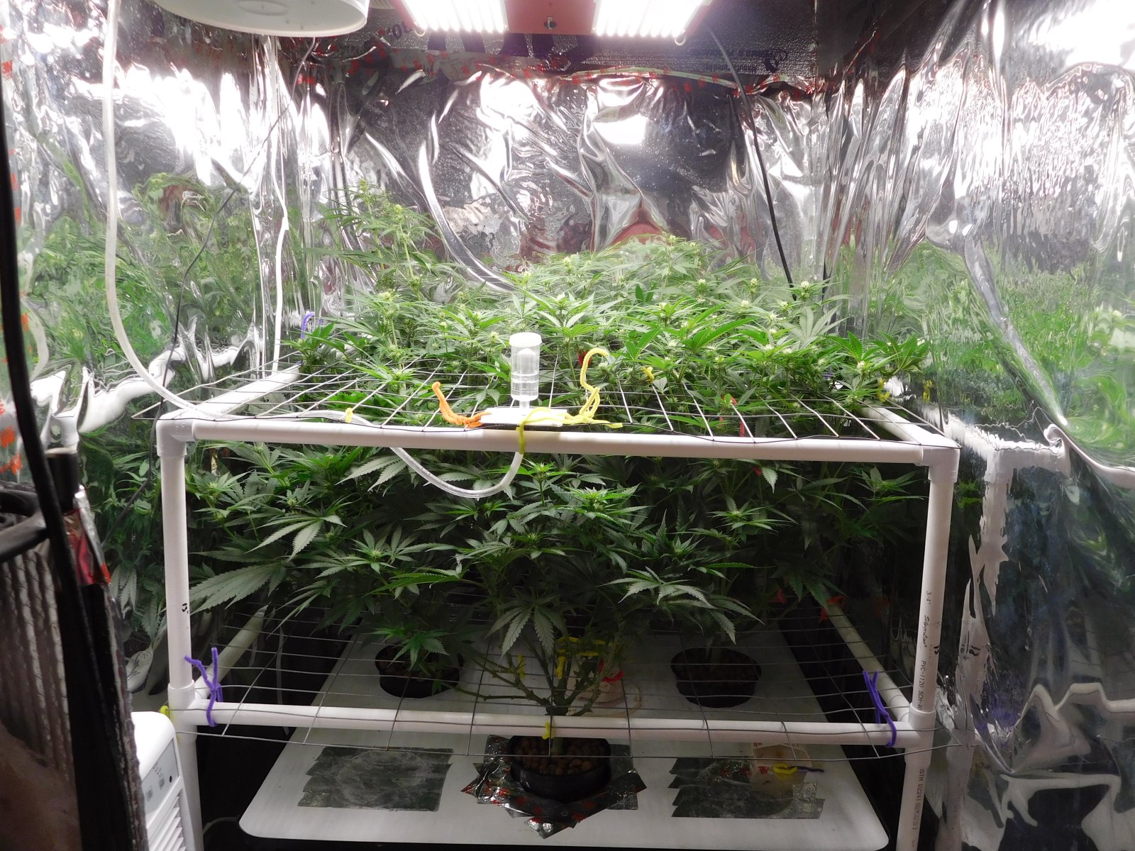 FDOG Day 19 Flower (1).JPG