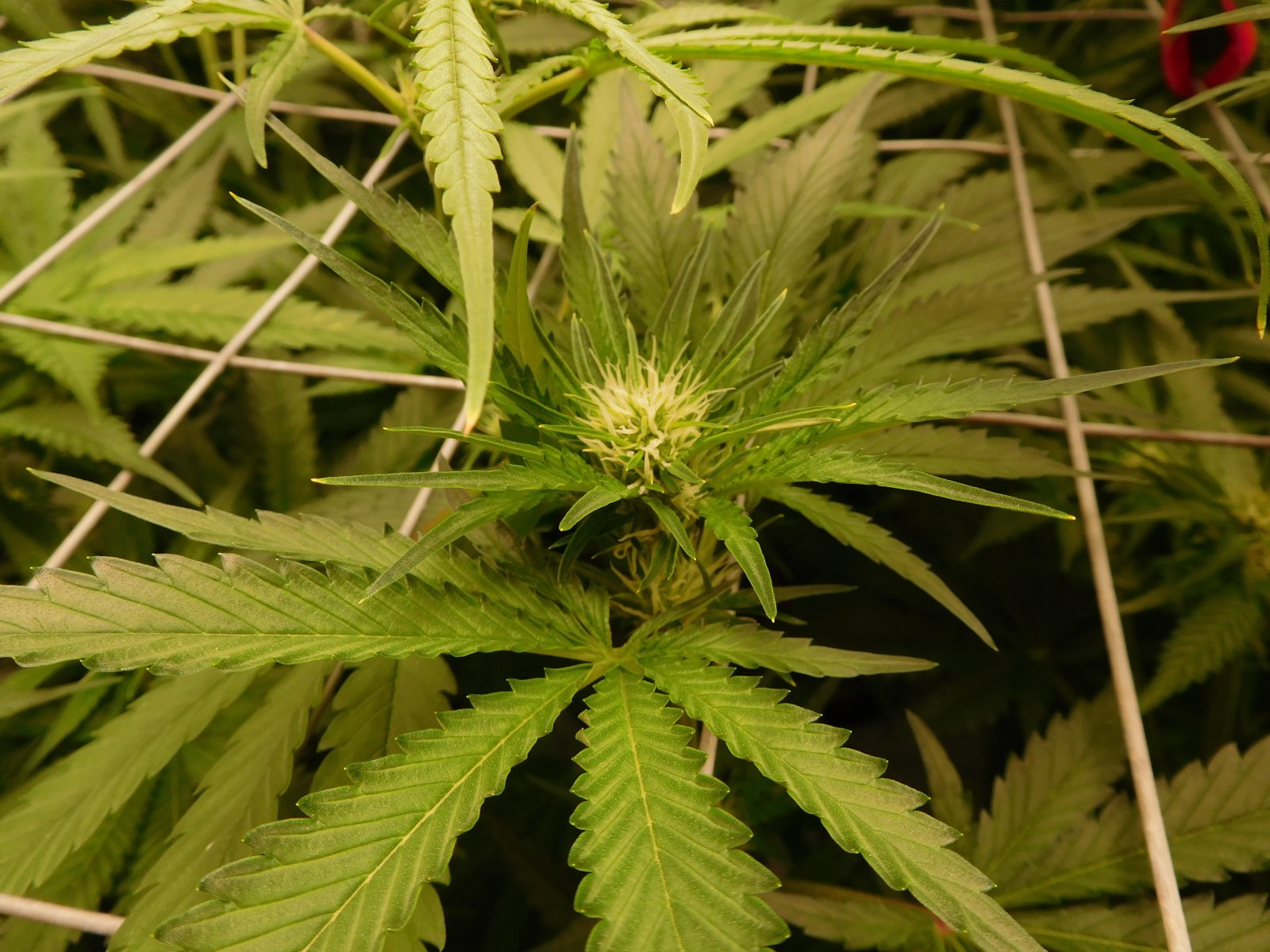 FDOG Day 19 Flower (2).JPG