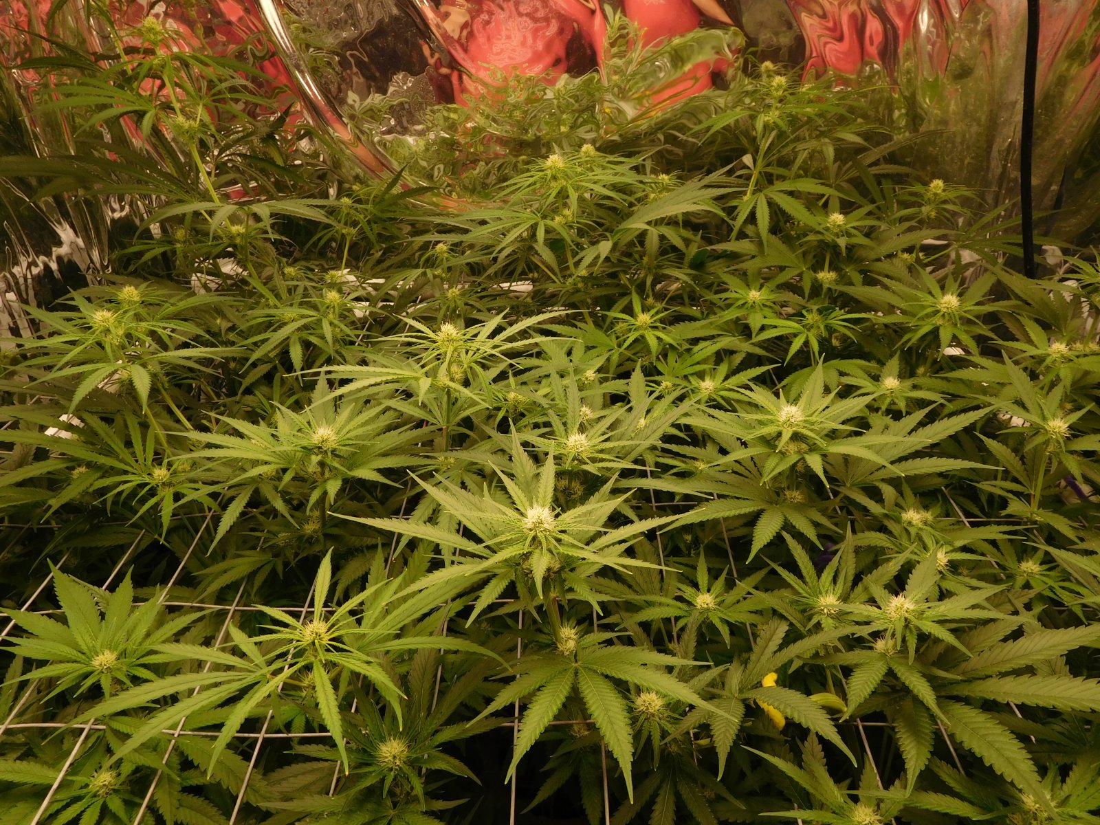 FDOG Day 20 Flower (3).JPG