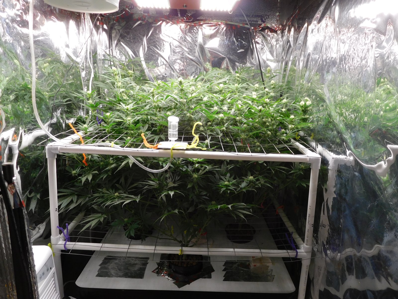 FDOG Day 24 Flower (1).JPG