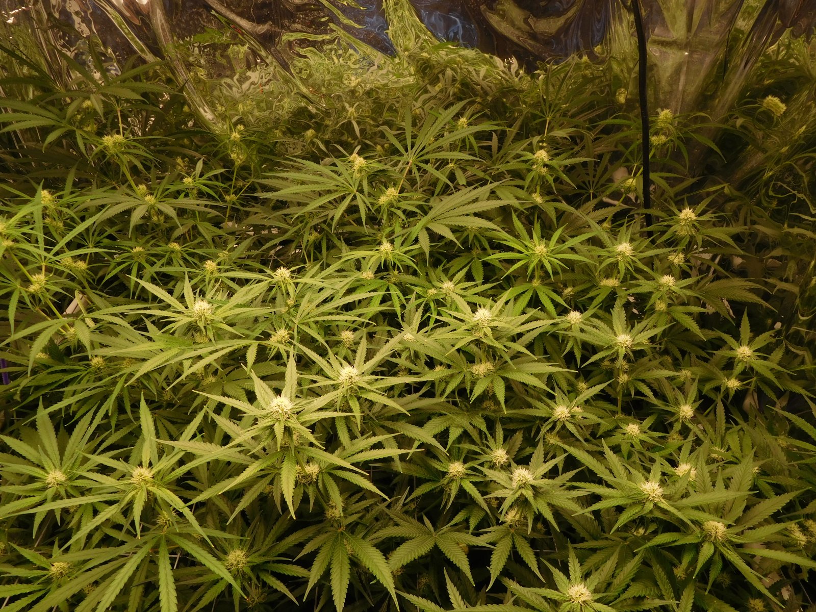 FDOG Day 24 Flower (4).JPG