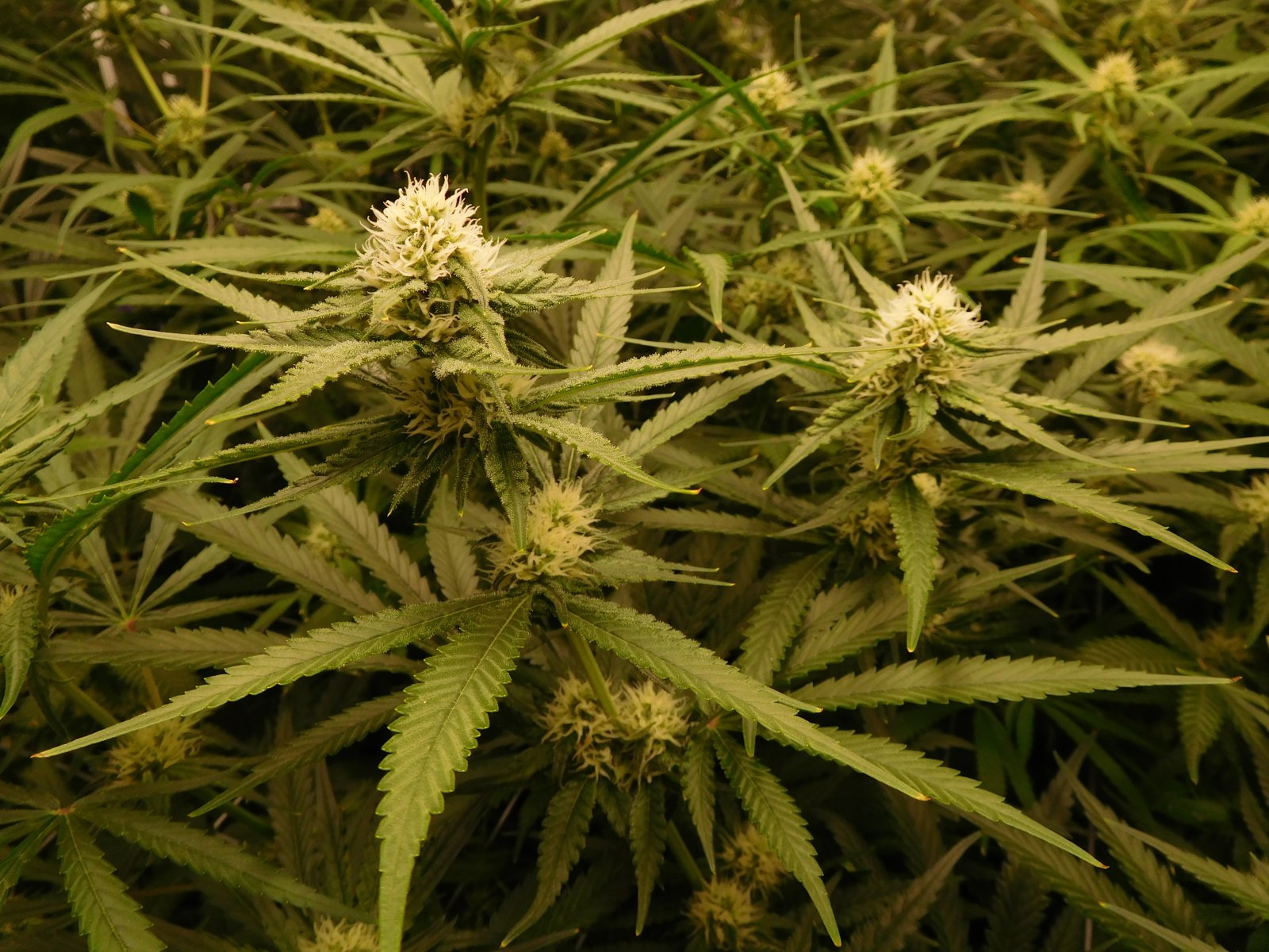 FDOG Day 27 Flower (2).JPG