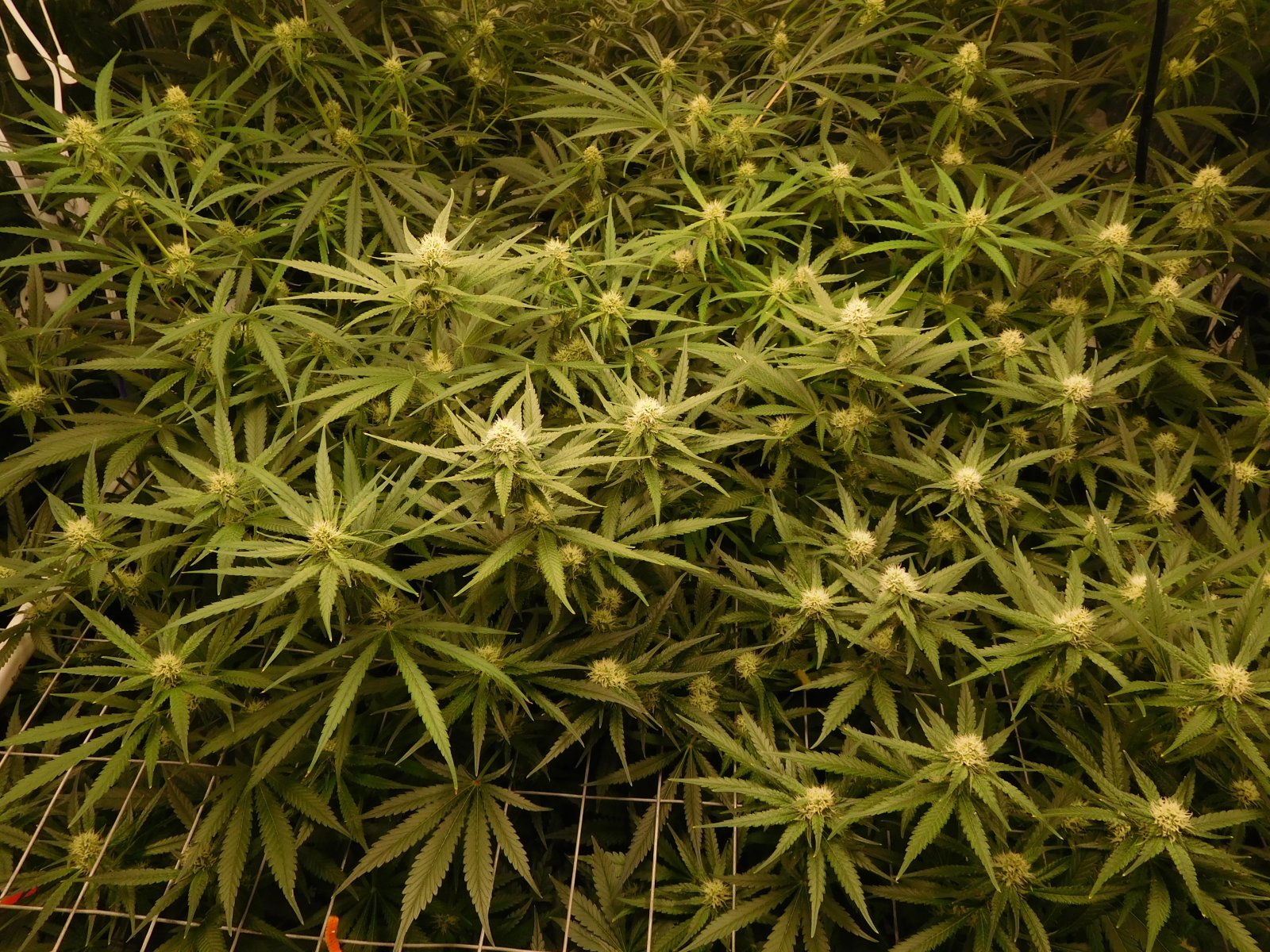 FDOG Day 27 Flower (3).JPG