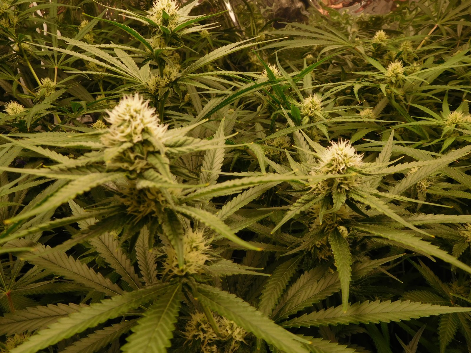 FDOG Day 28 Flower (2).JPG