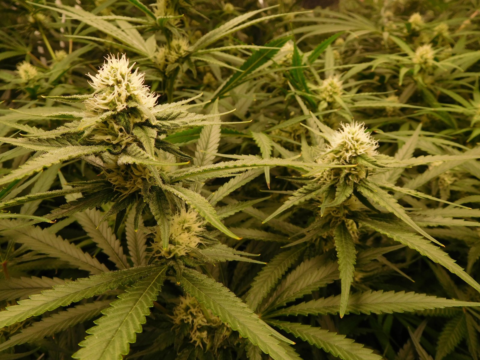 FDOG Day 29 Flower (2).JPG