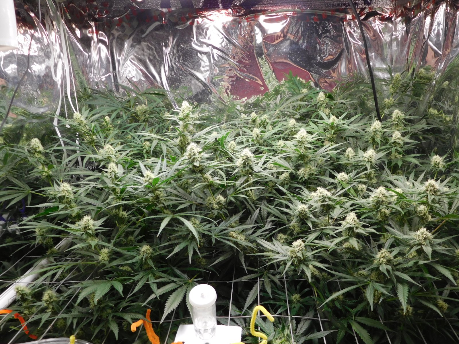 FDOG Day 33 Flower (2).JPG