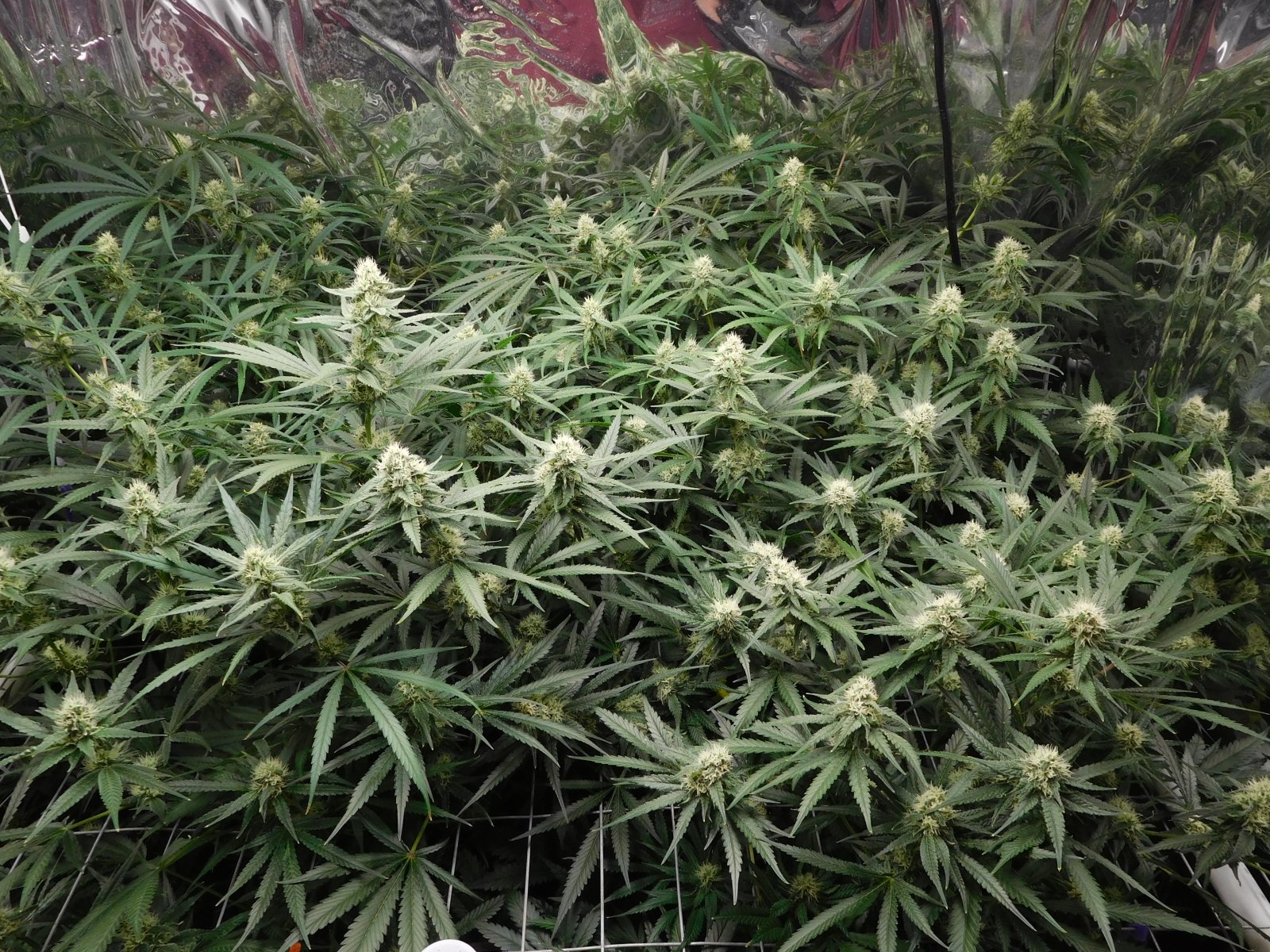 FDOG Day 34 Flower (2).JPG