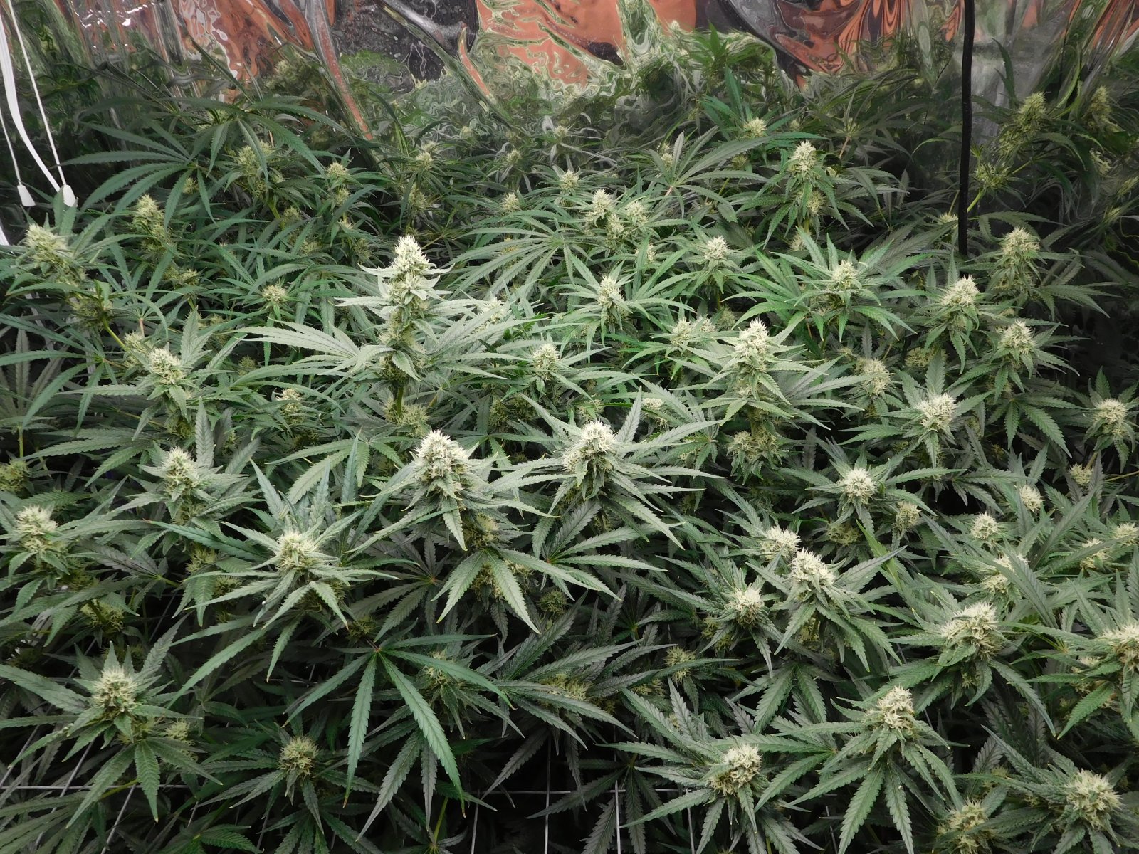 FDOG Day 35 Flower (3).JPG