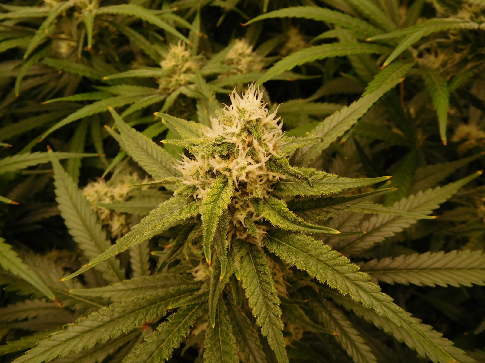 FDOG Day 36 Flower (4).JPG