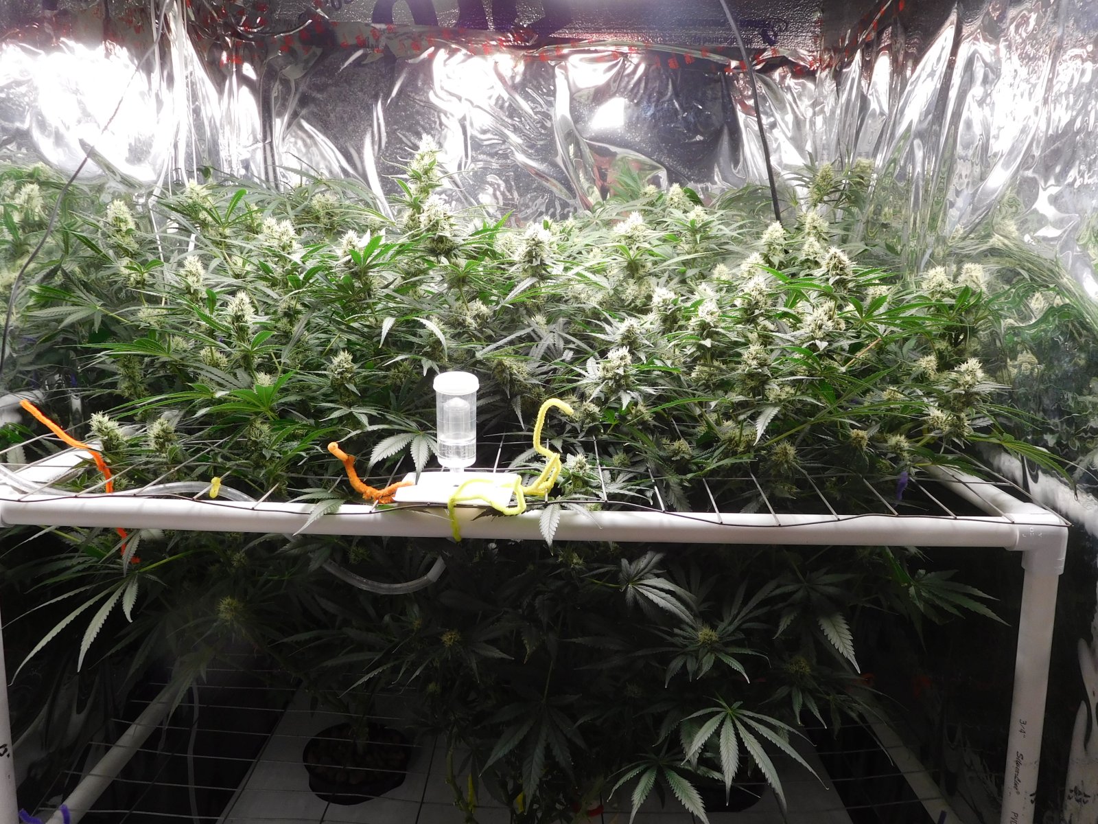 FDOG Day 37 Flower (1).JPG