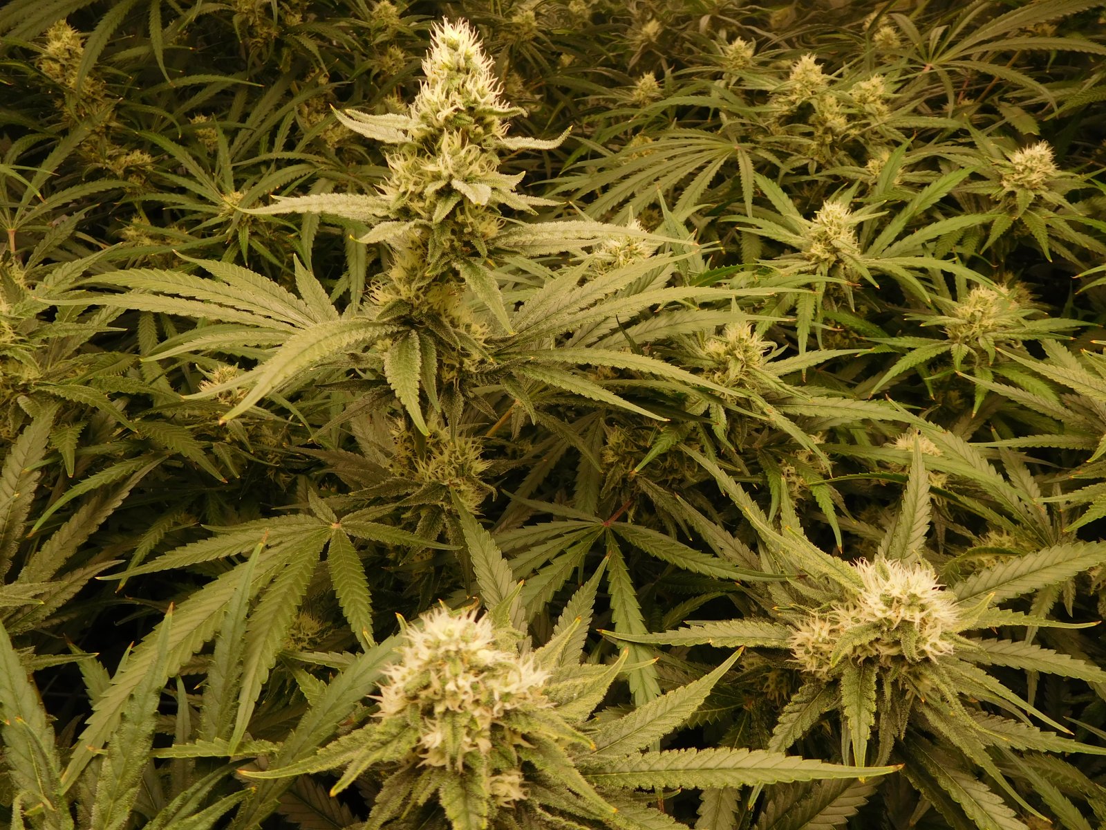 FDOG Day 37 Flower (4).JPG