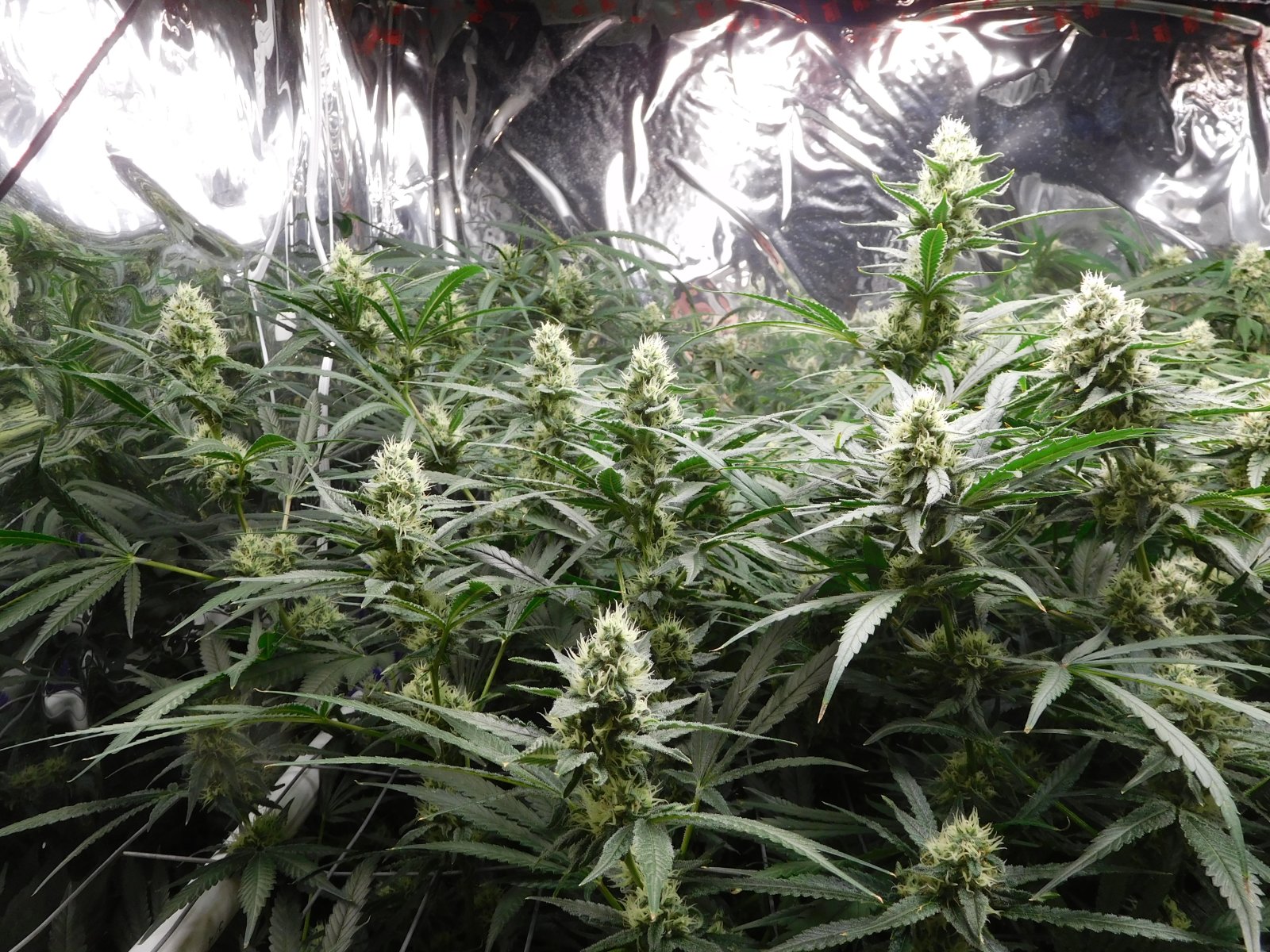 FDOG Day 38 Flower (2).JPG