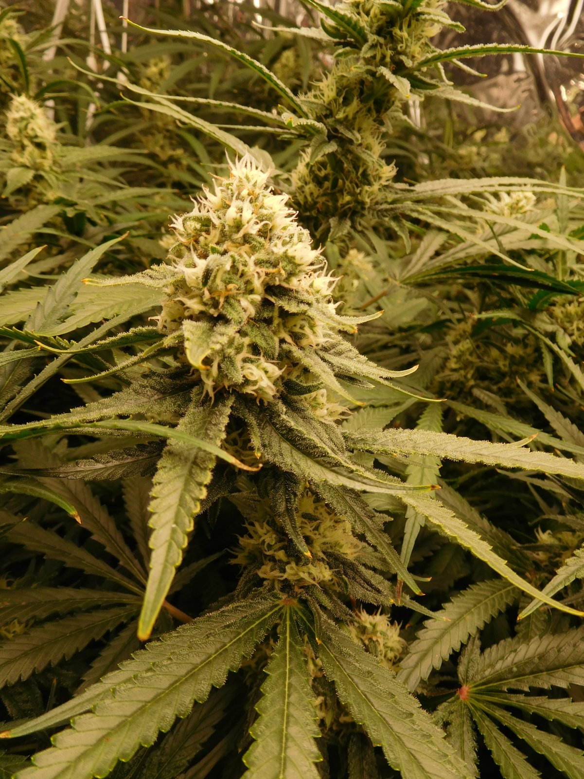 FDOG Day 39 Flower (3).JPG