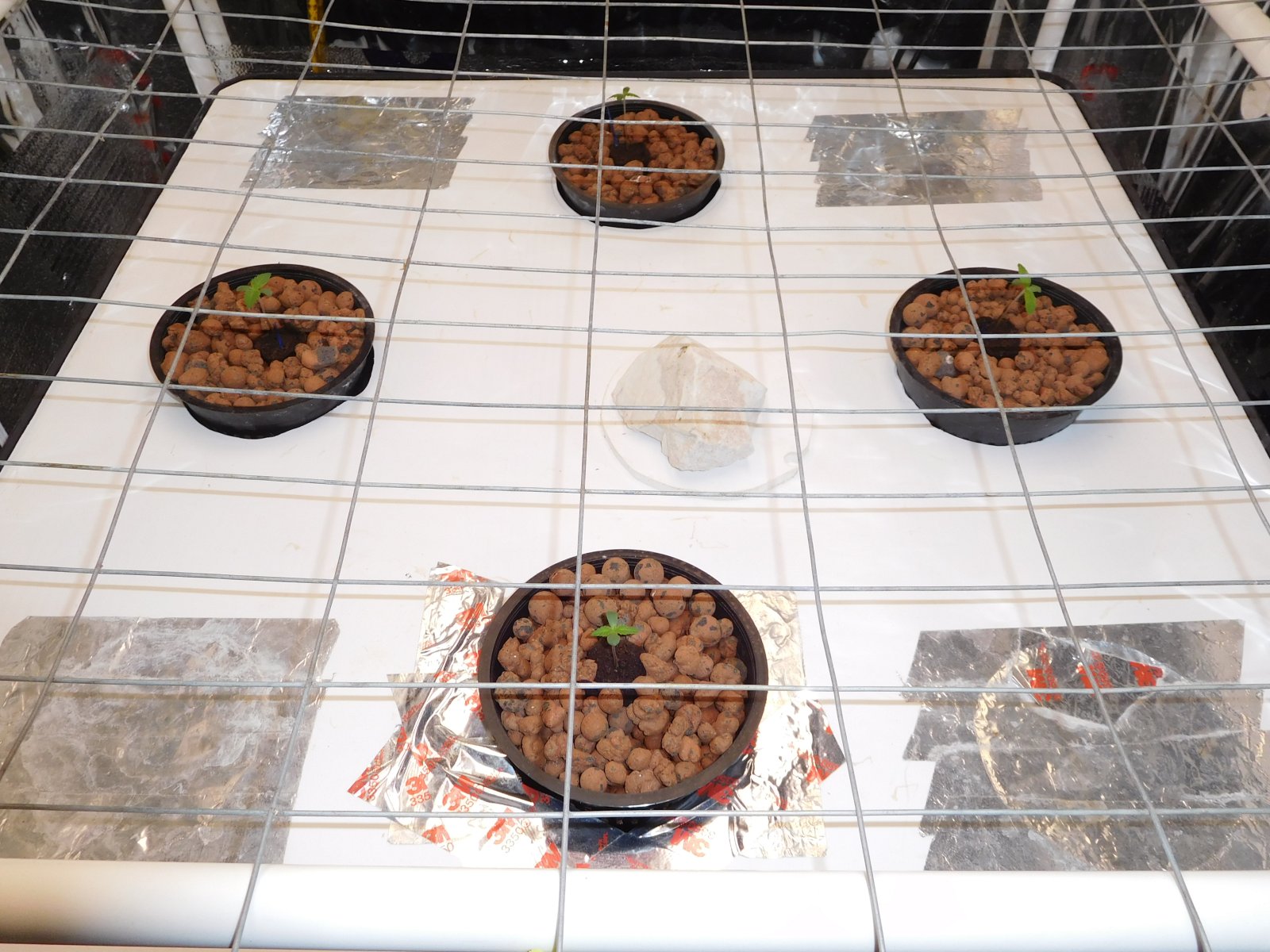 FDOG Day 4 veg (3).JPG