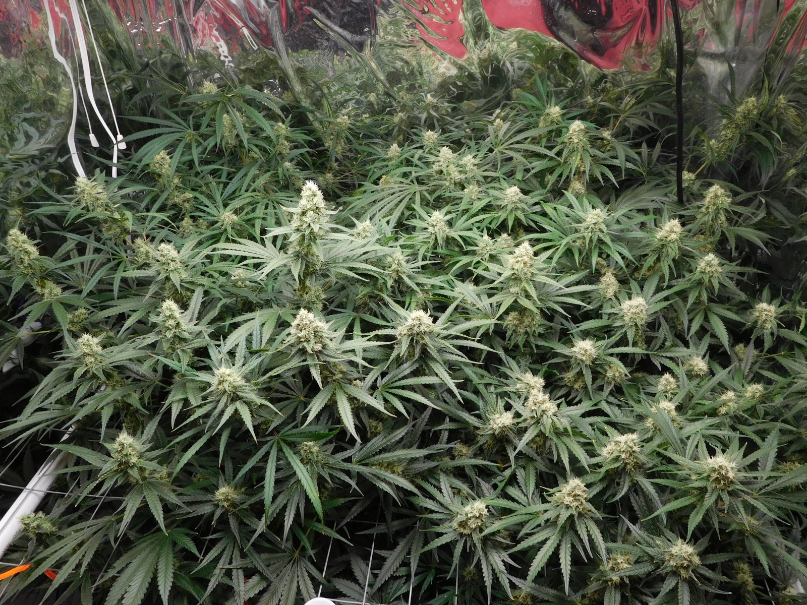 FDOG Day 40 Flower (2).JPG