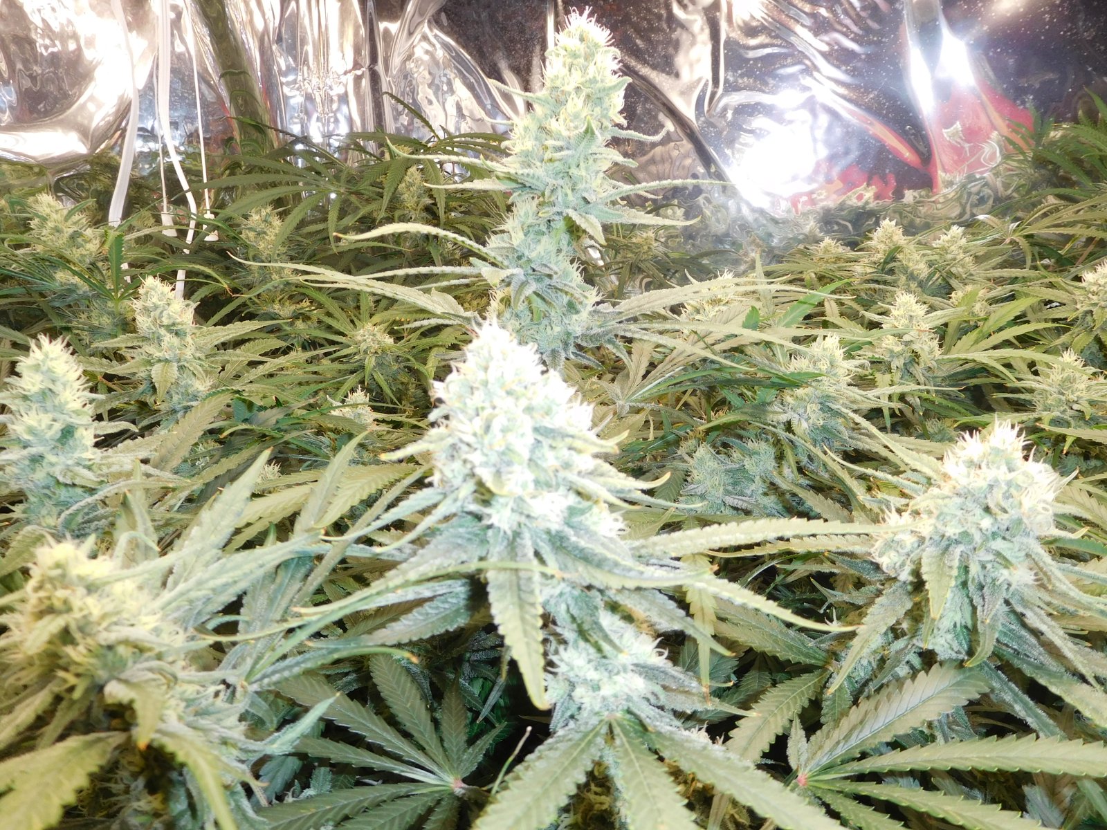 FDOG Day 41 Flower (3).JPG