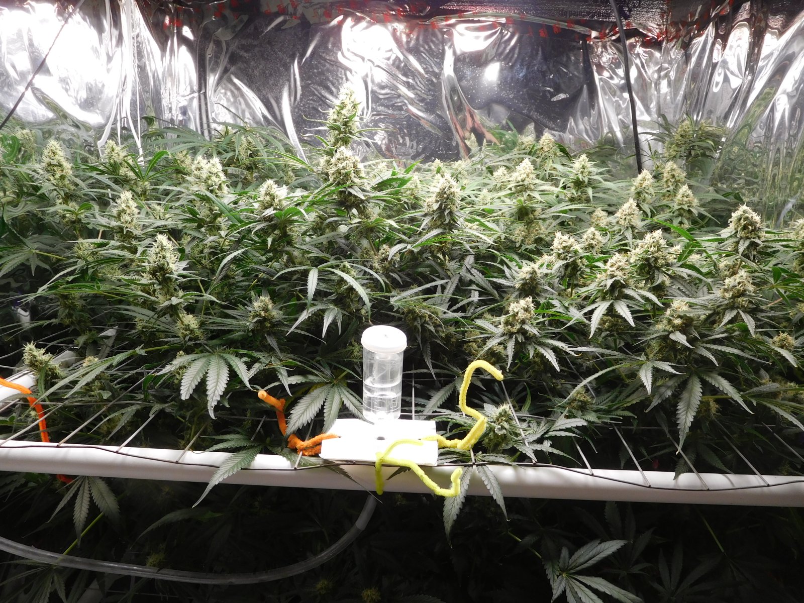 FDOG Day 43 Flower (1).JPG