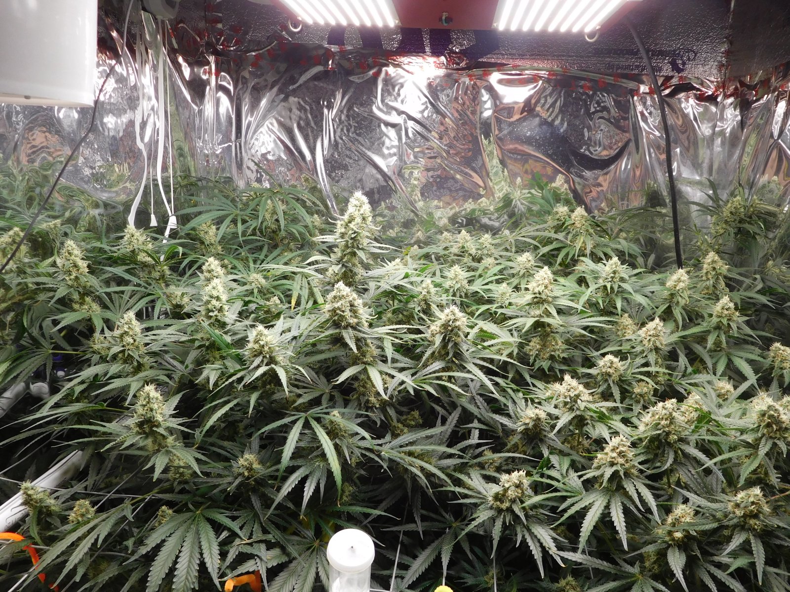 FDOG Day 44 Flower (2).JPG