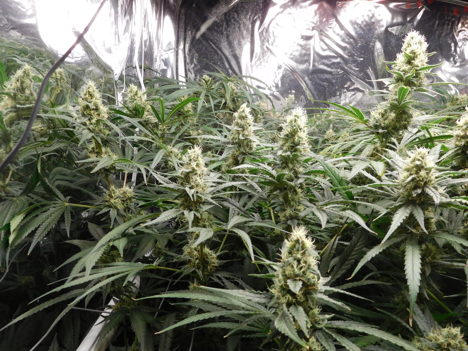 FDOG Day 44 Flower (4).JPG