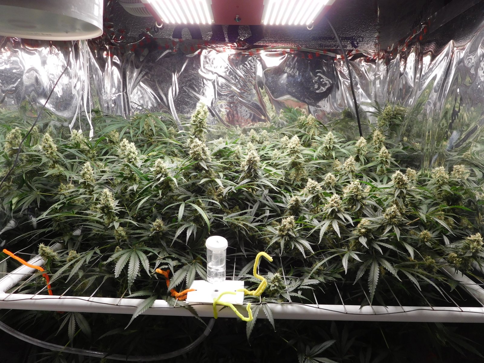 FDOG Day 45 Flower (1).JPG