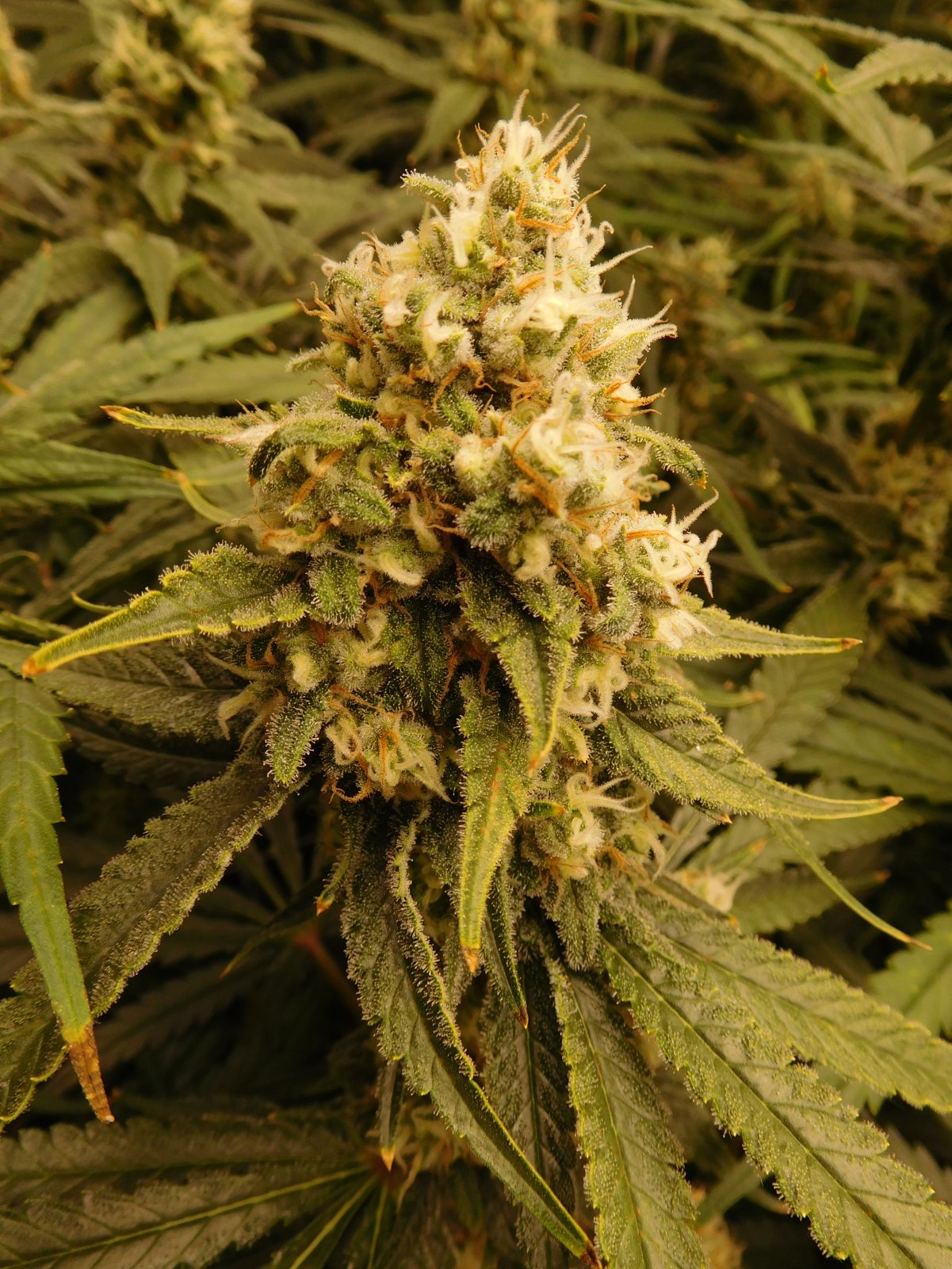 FDOG Day 45 Flower (6).JPG