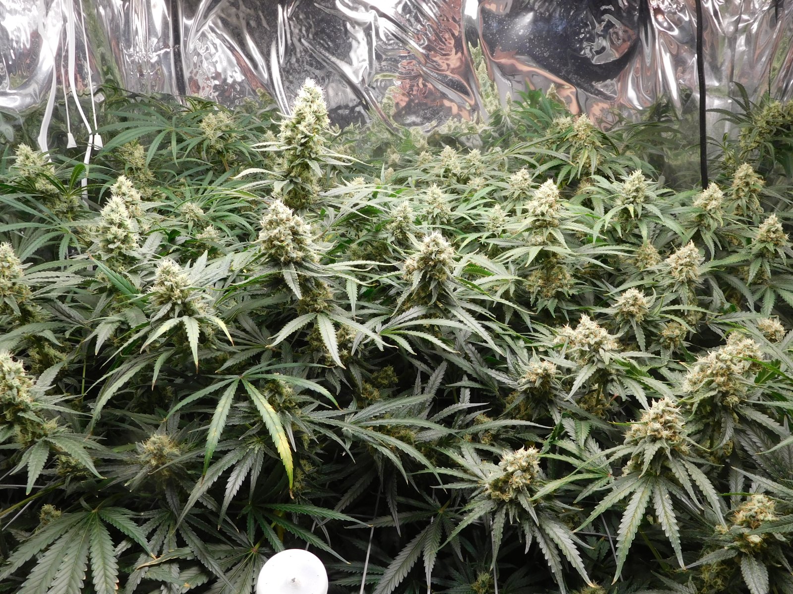 FDOG Day 46 Flower (2).JPG