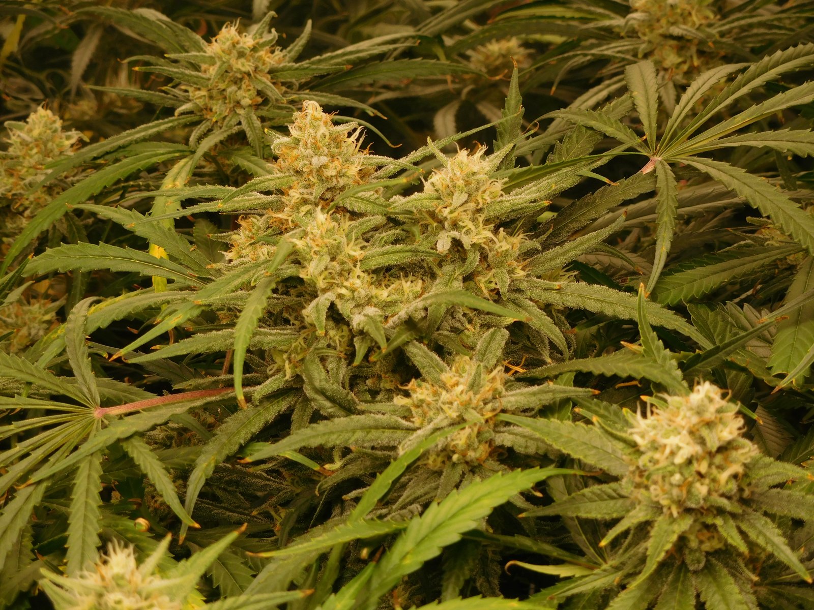 FDOG Day 47 Flower (3).JPG