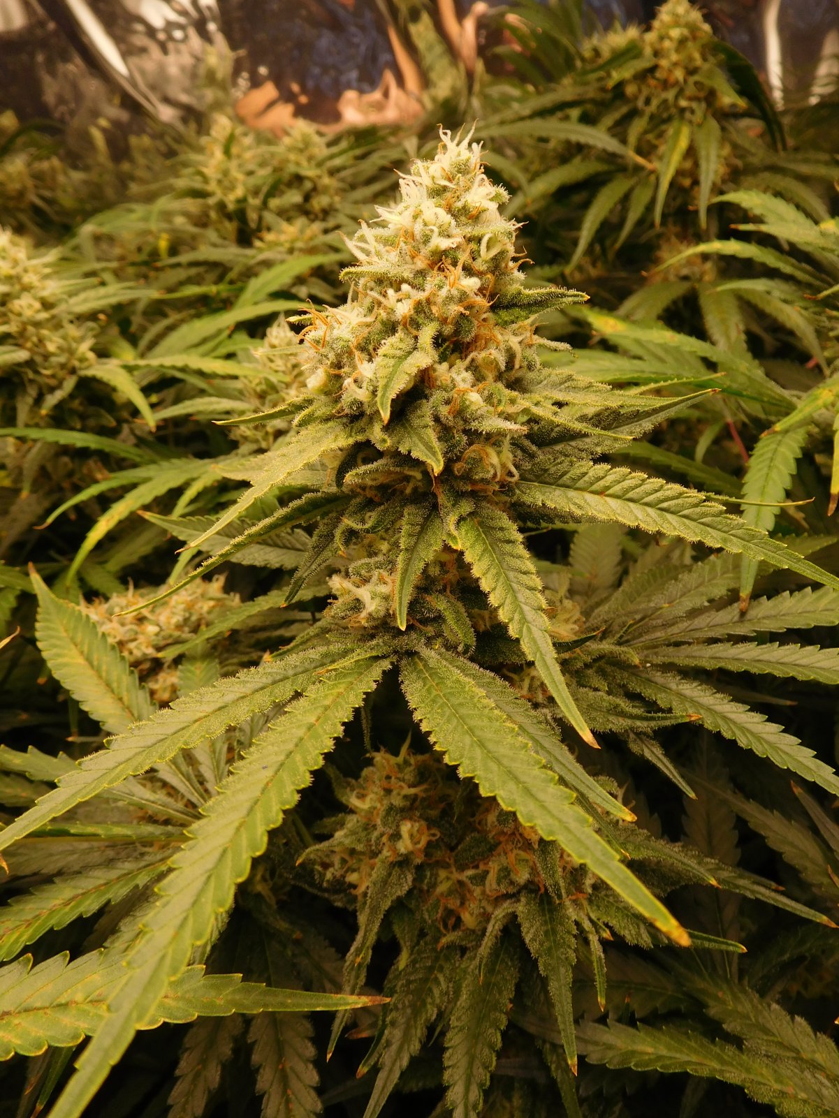 FDOG Day 47 Flower (4).JPG