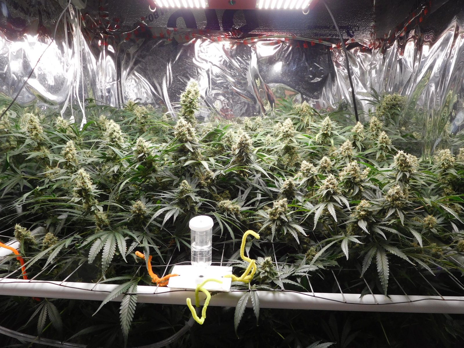 FDOG Day 48 Flower (1).JPG