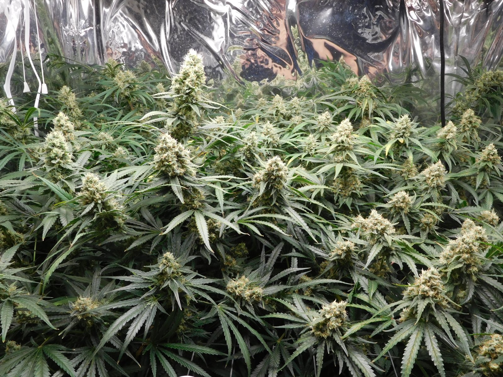 FDOG Day 48 Flower (2).JPG