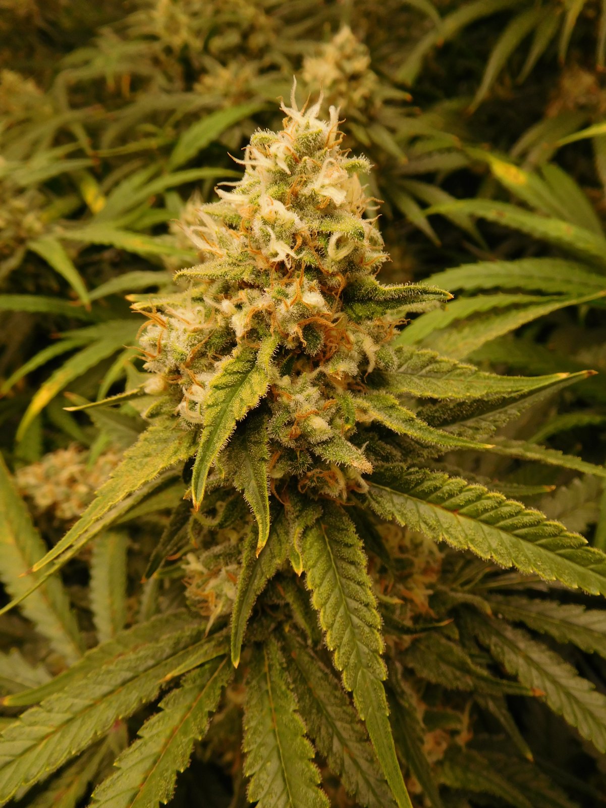 FDOG Day 48 Flower (5).JPG