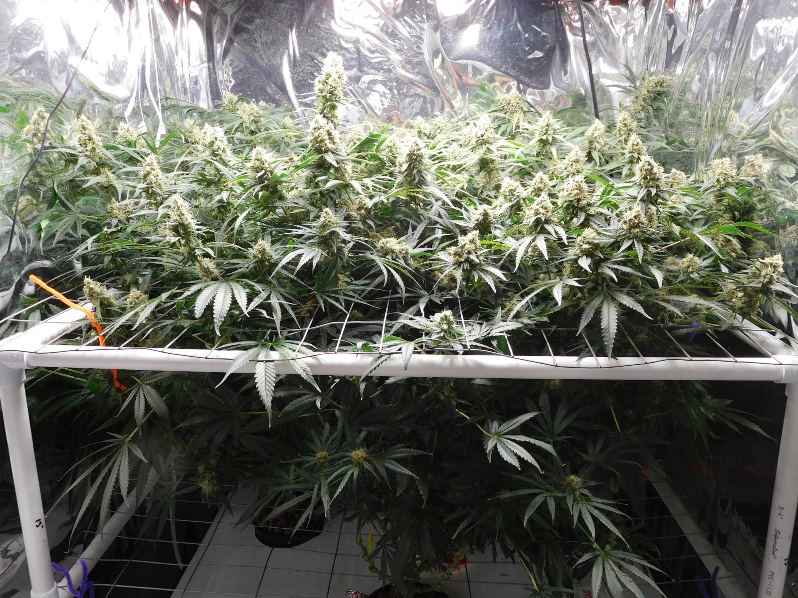 FDOG Day 49 Flower (1).JPG