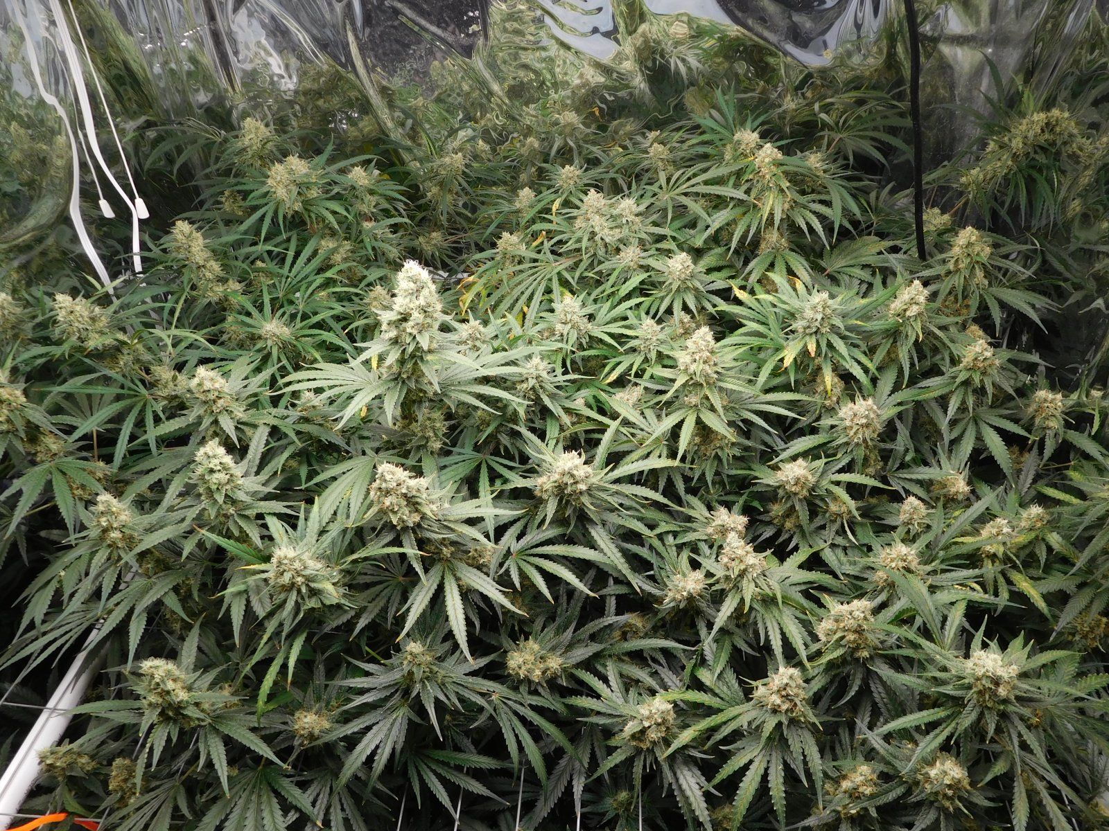 FDOG Day 49 Flower (2).JPG