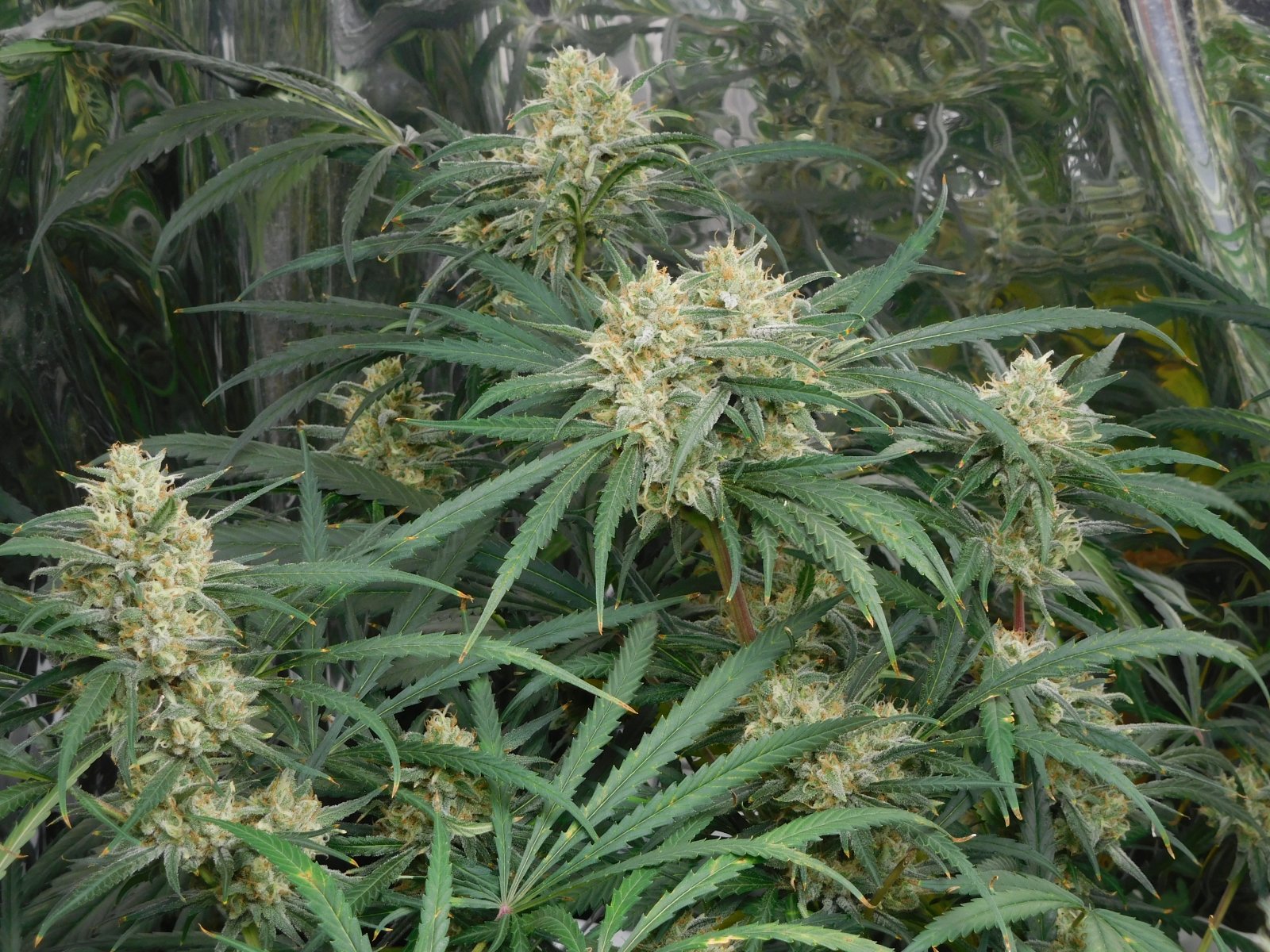 FDOG Day 49 Flower (6).JPG