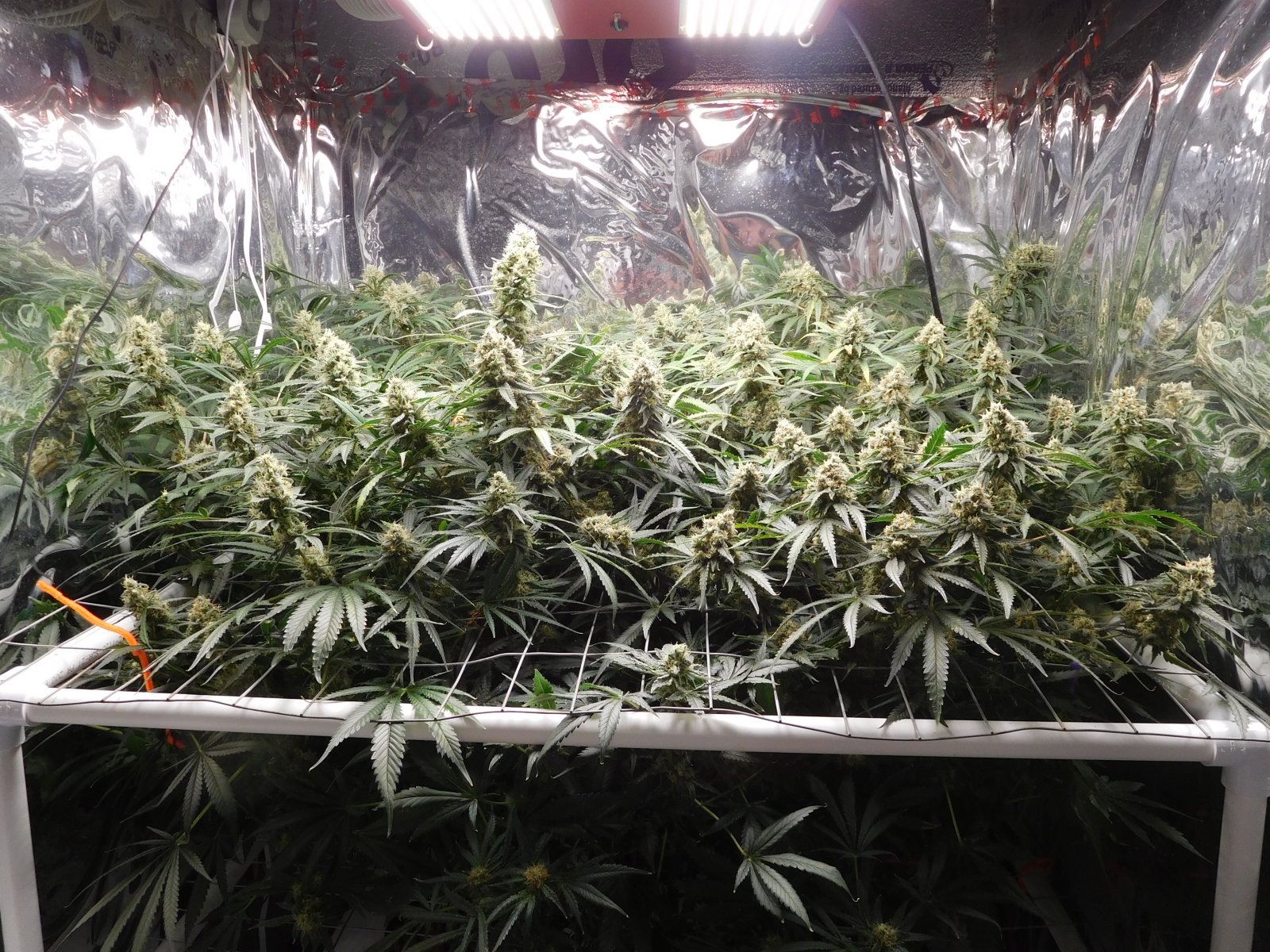 FDOG Day 50 Flower (1).JPG