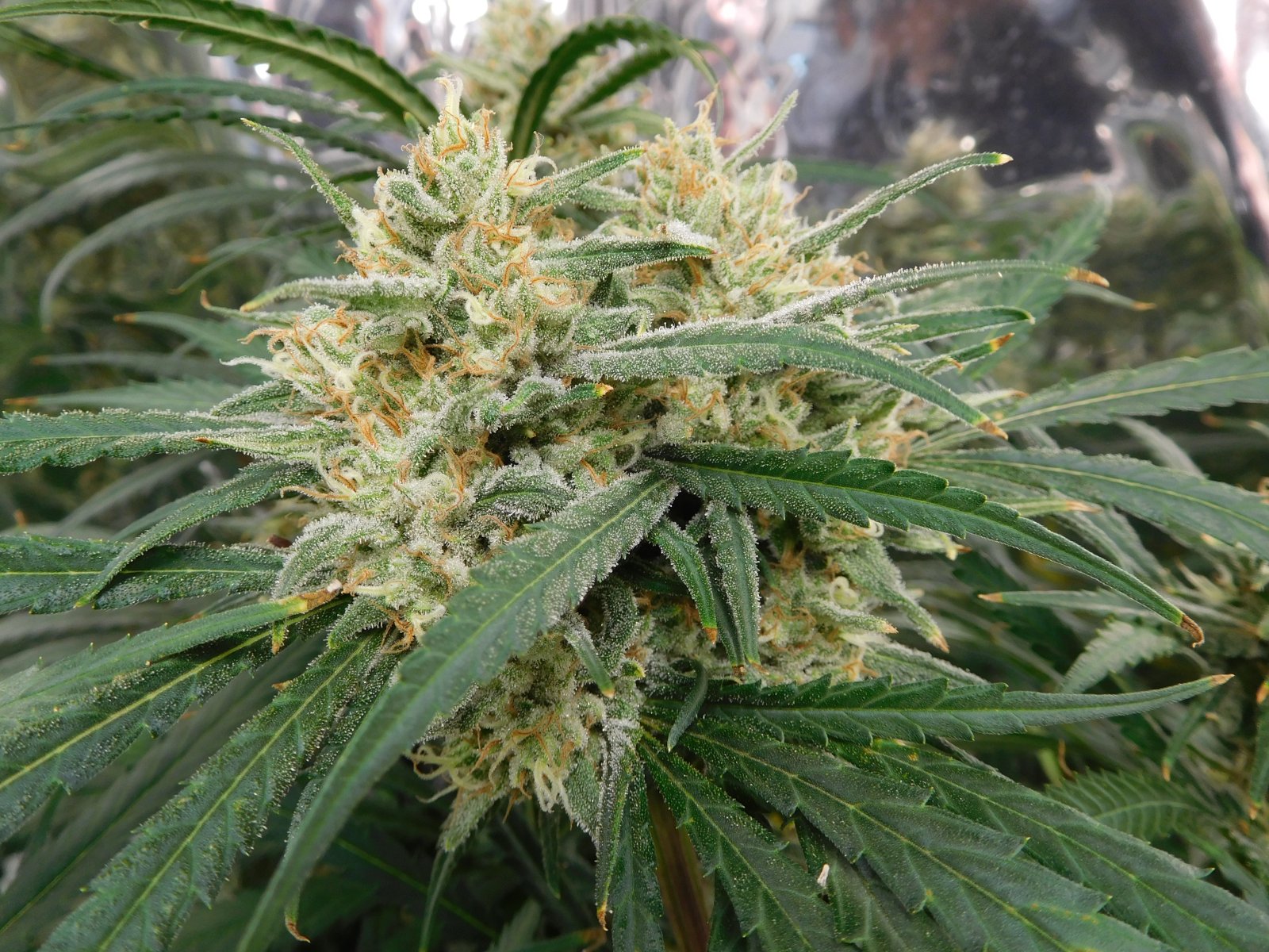 FDOG Day 50 Flower (6).JPG