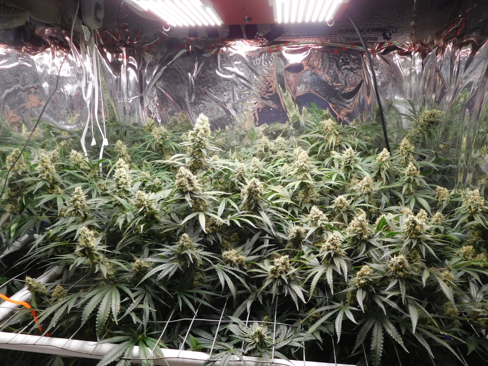 FDOG Day 51 Flower (2).JPG